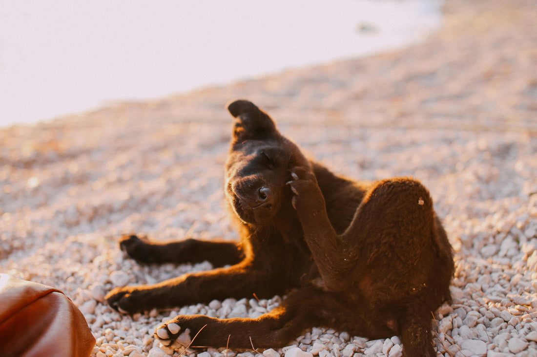 Crop Circles: How Regular Treats Affected Our Dogs